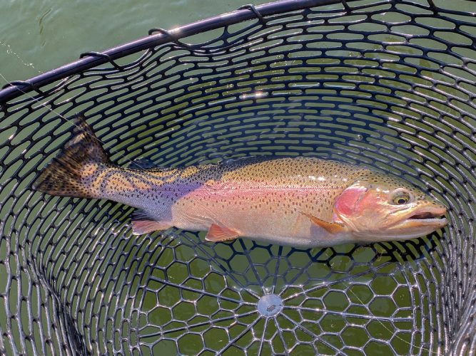 Quality trout in the net throughout - Fall Fishing the Land of the Giants