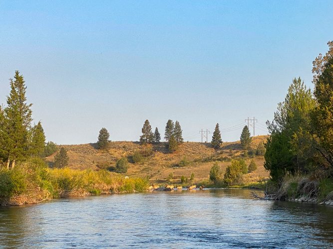 A herd of elk crossing the Blackfoot this morning - Fall Fishing the Land of the Giants