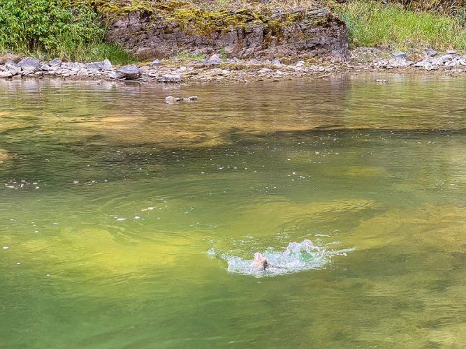 Battling a cutthroat in the canyon - Fall Fishing the Land of the Giants