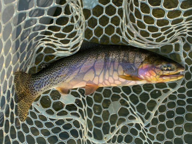 Nice 17" cuttbow on the dry - Fall Fishing the Land of the Giants