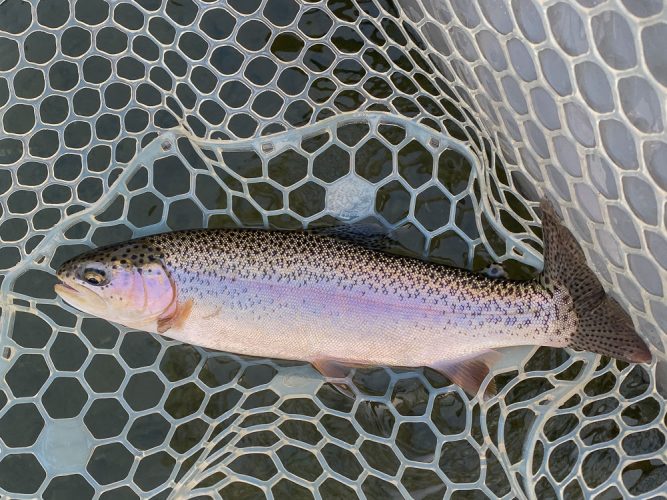 A few decent rainbows and cutts in the net - Fall Fishing the Land of the Giants