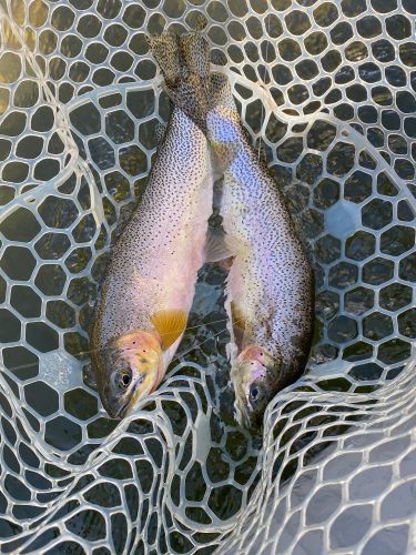 Doubled up just before lunch - Missoula Fall Fishing