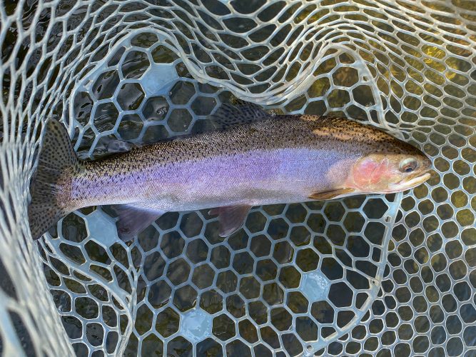 Quality cutthroat and cuttbows looking for dries today - Missoula Fall Fishing