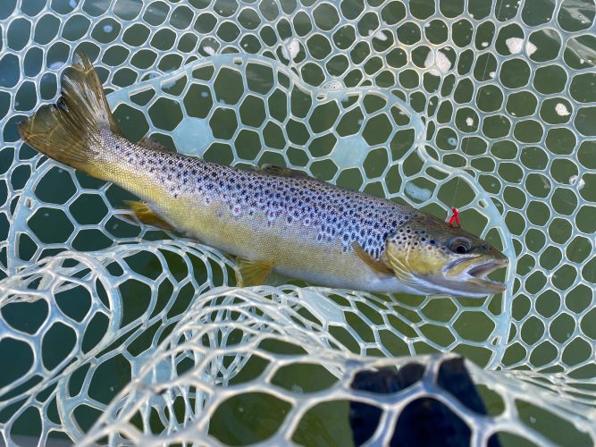 Dianne got us started with a nice brown trout on the dropper - Missoula Fall Fishing