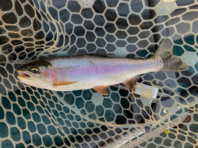 A couple of the better rainbows in the net today - Fall Fishing in Montana