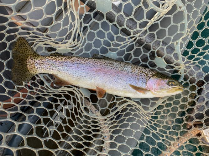 A couple of the better rainbows in the net today - Fall Fishing in Montana