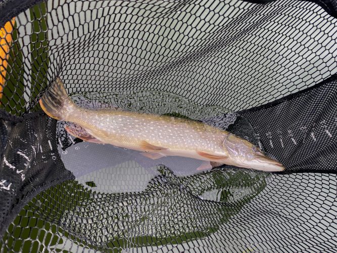 Steve connected with a couple pike in our first spot too - Fall Fishing in Montana