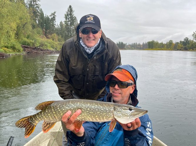 Steve connected with a couple pike in our first spot too - Fall Fishing in Montana