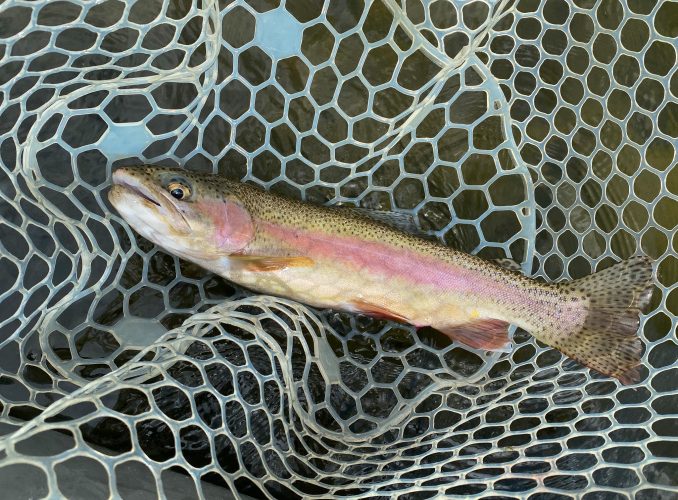 Quality fish eating the dry - Fall Fishing in Montana