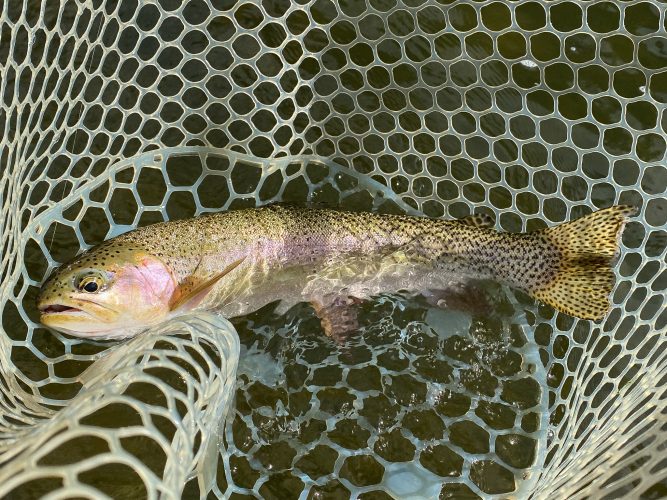 Quality fish eating the dry - Fall Fishing in Montana