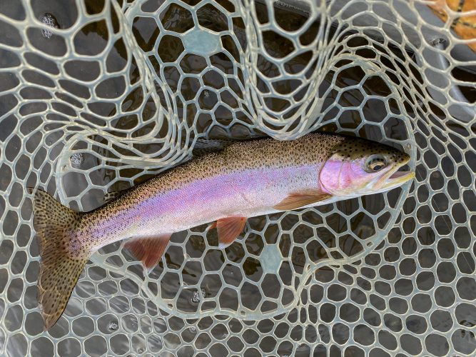 Quality fish eating the dry - Fall Fishing in Montana