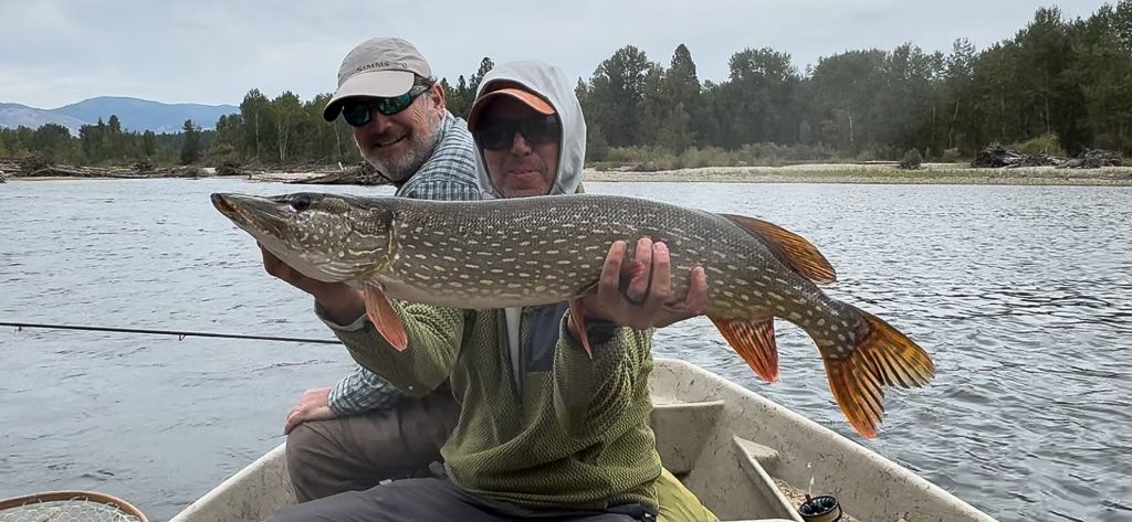 He added a big pike just to mix it up a little - Fall Fishing in Montana