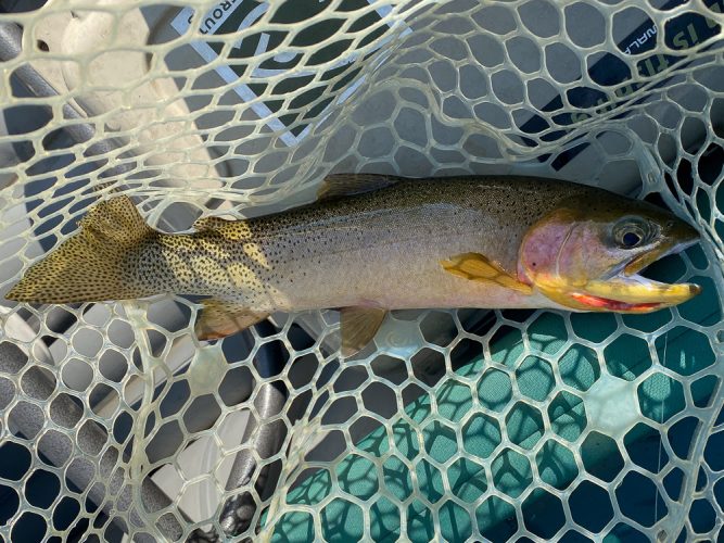 Some nice cutthroat were looking up today - Fall Fishing the Land of the Giants